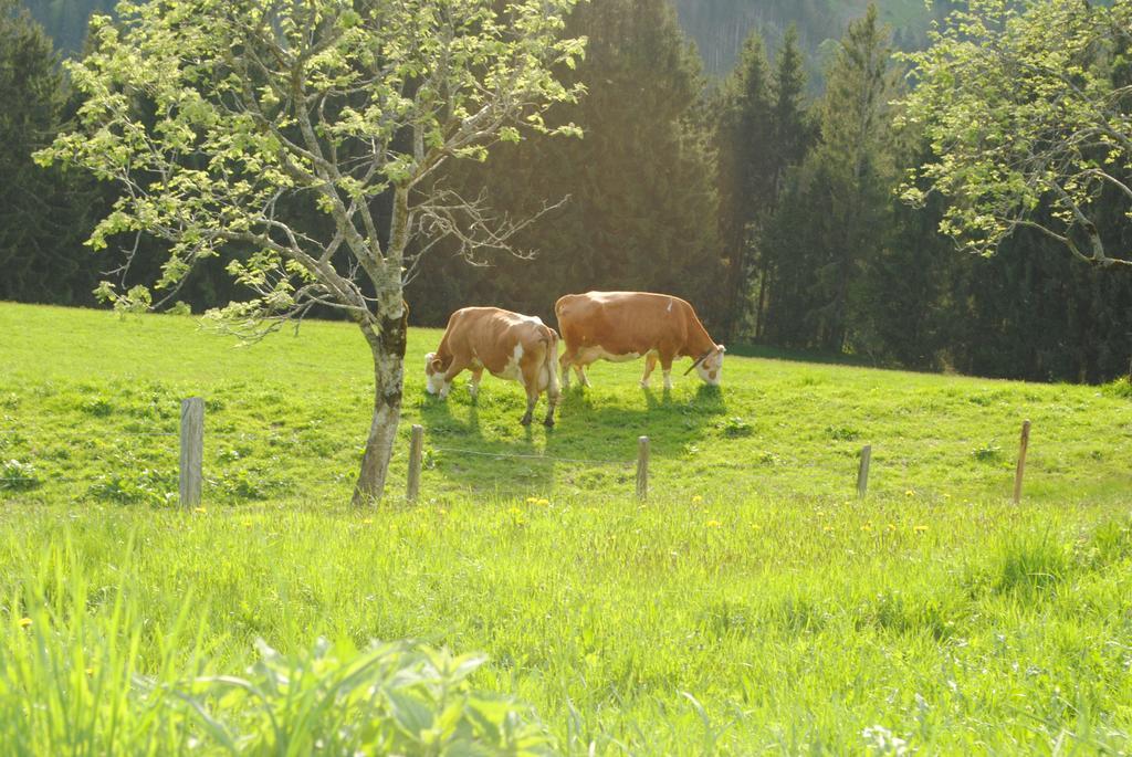 Siedlerhof Lejlighed Hopfgarten im Brixental Eksteriør billede